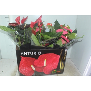 ANTHURIUM VARIADO P17 PREMIUM