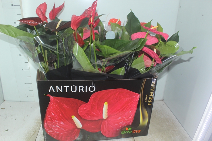 <h4>ANTHURIUM VARIADO P17 PREMIUM</h4>