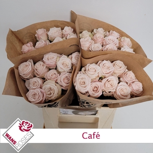 ROSA GR 'CAFE'