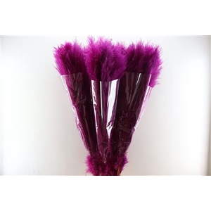 Dried Cortaderia Lao Grass Bleach Cerise P Stem