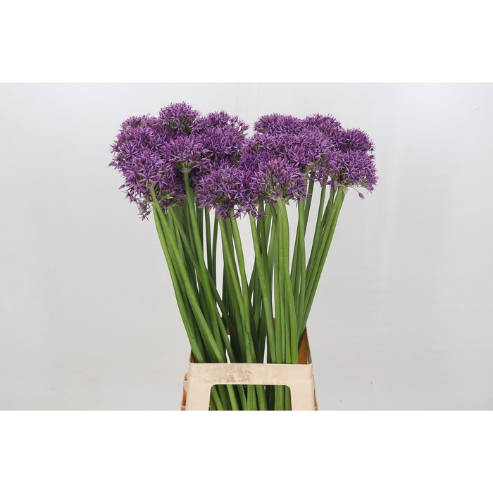 <h4>Allium Violet Beauty</h4>