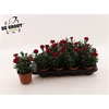 Dian Osc Cherry