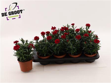 Dian Osc Cherry