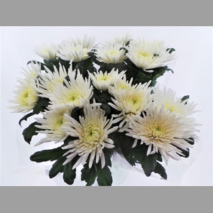 BQ mono Anastasia x5 60cm
