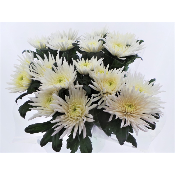 <h4>BQ mono Anastasia x5 60cm</h4>
