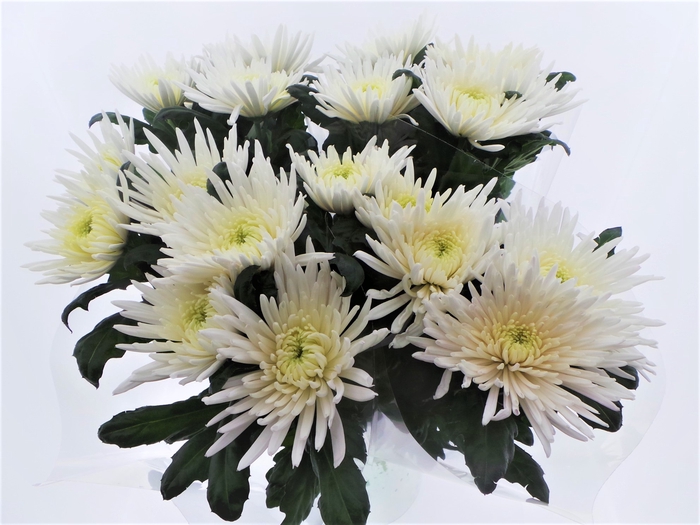 <h4>Bouquet mono Anastasia x5 60cm</h4>