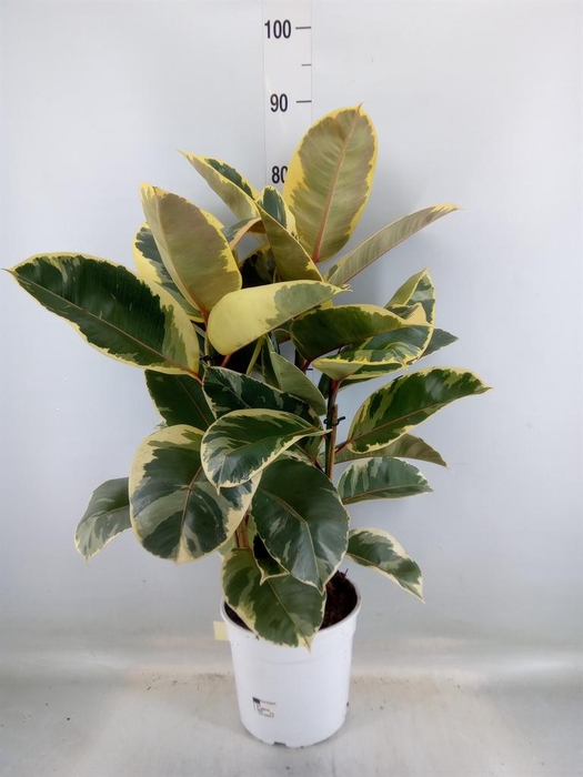 <h4>Ficus   ...</h4>