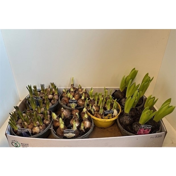 <h4>Bulbes à Fleurs mix, zwarte schaal</h4>
