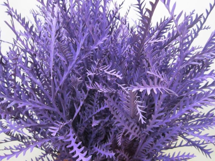 <h4>Ivanhoe Paars</h4>