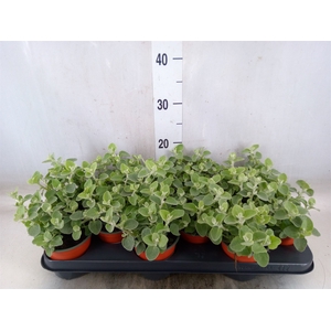 Helichrysum petiolare