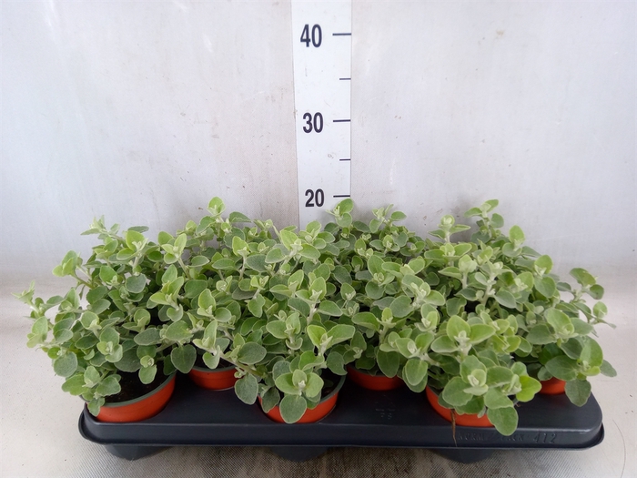 <h4>Helichrysum petiolare</h4>