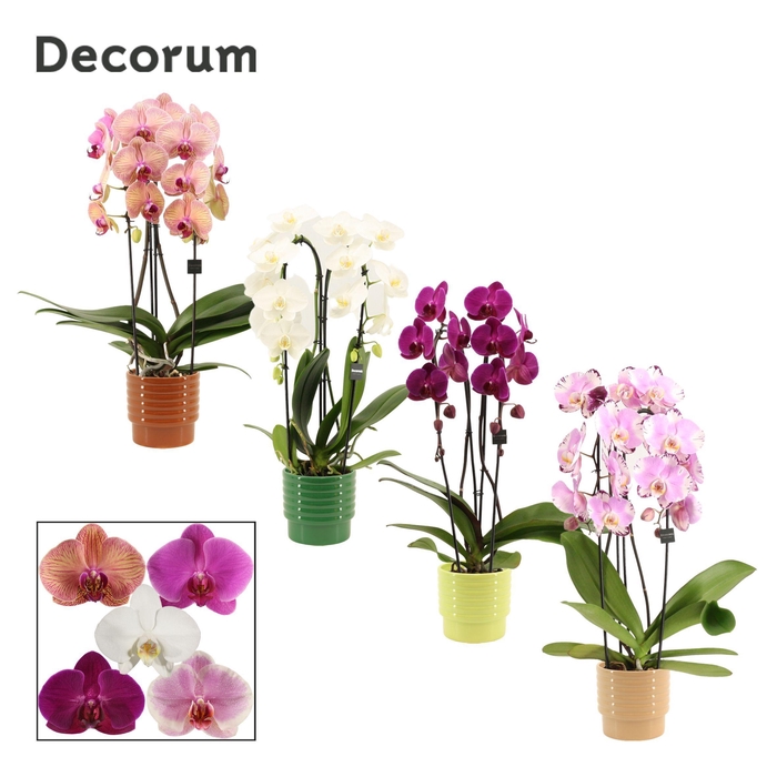 Phalaenopsis cascade 2 tak mix in Naemi (Sympathetic moods-colle