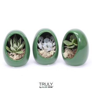 TRULY Succulent, Egg Green