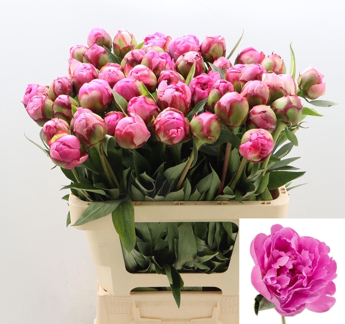 <h4>PAEO L ALEX FLEMING</h4>