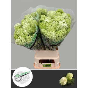 VIBURNUM ROSEUM ST