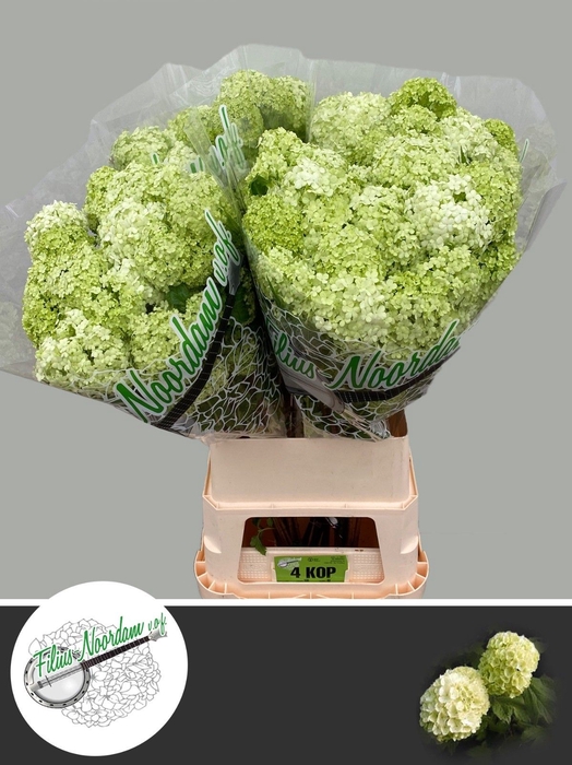 <h4>VIBURNUM ROSEUM ST</h4>