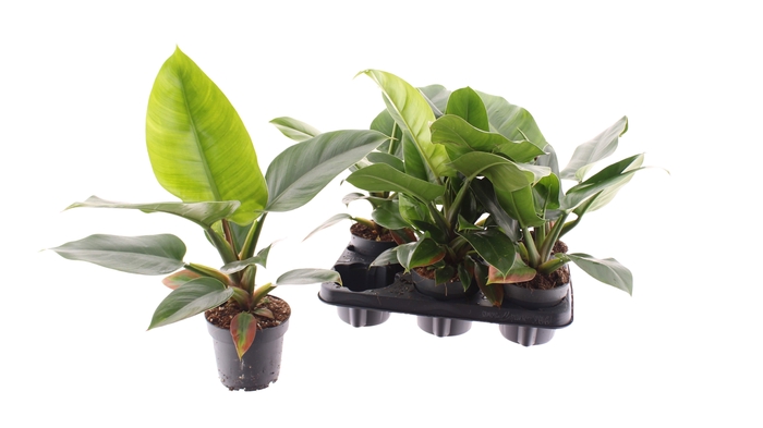 <h4>PHIL IMPERIAL GREEN</h4>