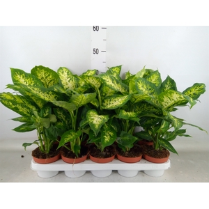 Dieffenbachia  'Compacta'