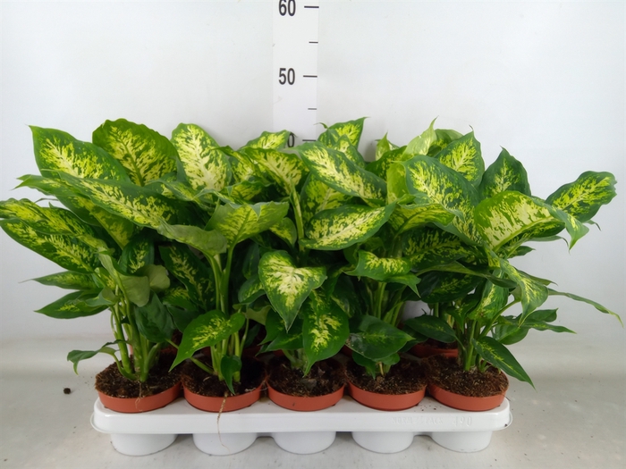<h4>Dieffenbachia  'Compacta'</h4>