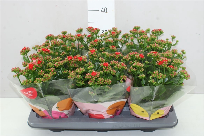 <h4>Kalanchoe Calandiva Rood</h4>