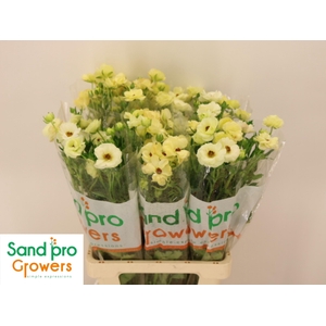 RAN CO MAG MASCARPON