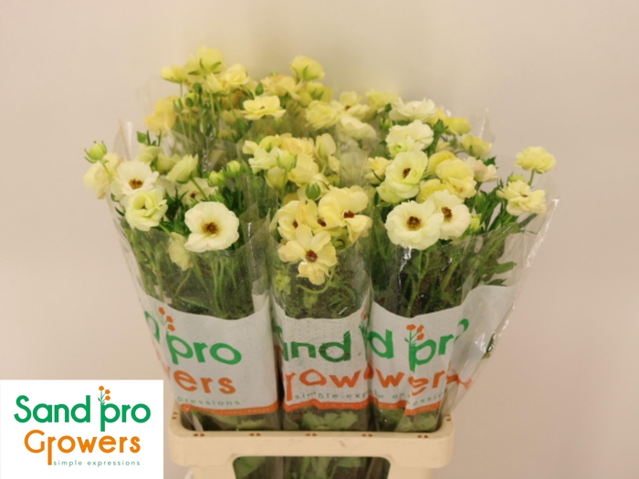 <h4>RAN CO MAG MASCARPON</h4>