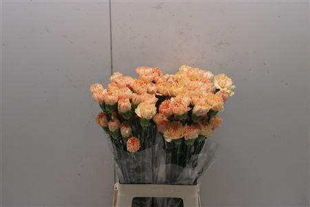 <h4>Di St Caroline Gold</h4>