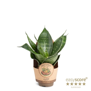 SANSEVIERIA TRIFASCIATA