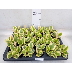 Peperomia obt. 'Obtipan Bicolor'
