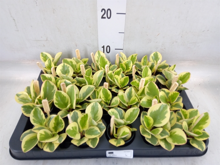 <h4>Peperomia obt. 'Obtipan Bicolor'</h4>