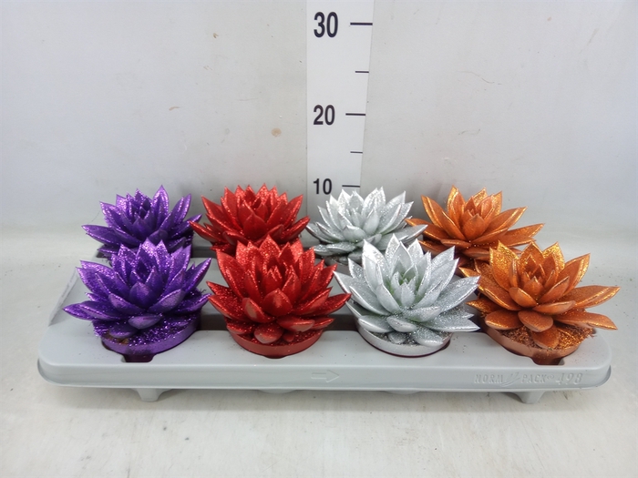 <h4>Echeveria  'Miranda'</h4>