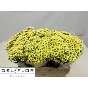 CHR SAN MAD LINDI CR