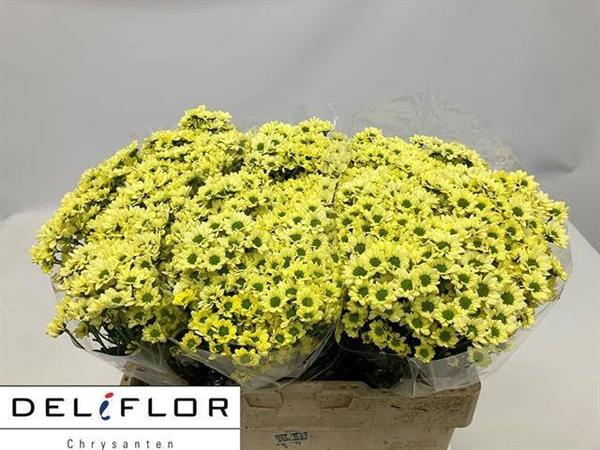 <h4>CHR SAN MAD LINDI CR</h4>