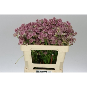 Astrantia Pink Sensation