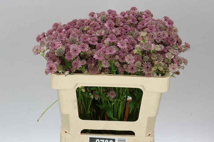 <h4>Astrantia Pink Sensation</h4>