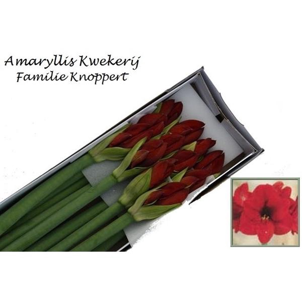 <h4>HIPP GA RED LION 12</h4>