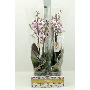 Phalaenopsis   ...