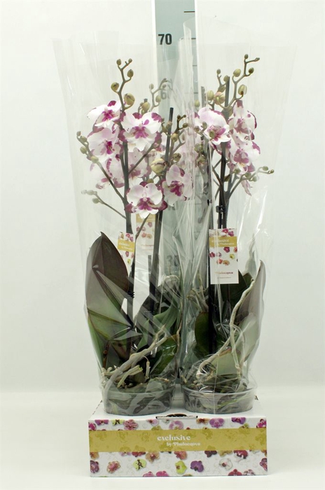 <h4>Phalaenopsis   ...</h4>