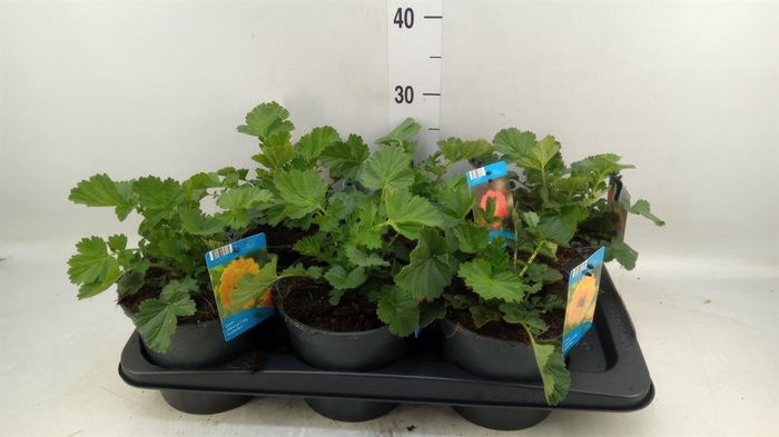 <h4>Geum chiloense</h4>