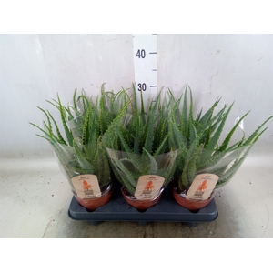 Aloe arborescens
