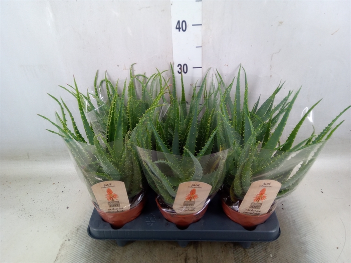 <h4>Aloe arborescens</h4>