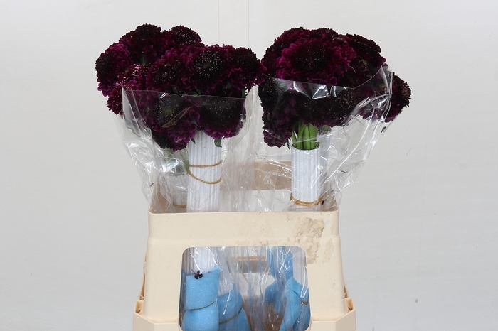 <h4>Scabiosa atropurpurea Dark Cherry Scoop</h4>