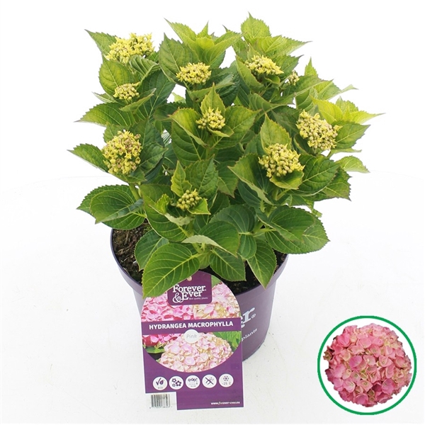 <h4>Hydrangea macr. Forever & Ever® Pink</h4>