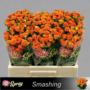 R TR SMASHING
