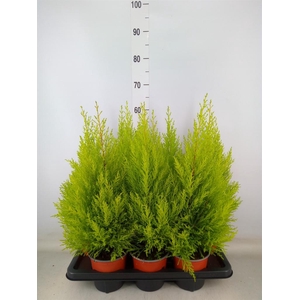 Cupressus macro. 'Goldcrest Wilma'