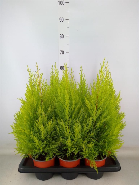 <h4>Cupressus macro. 'Goldcrest Wilma'</h4>