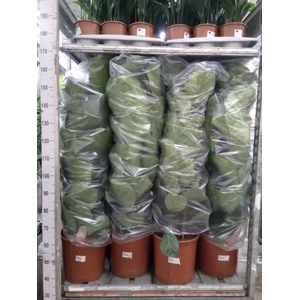 Ficus lyrata