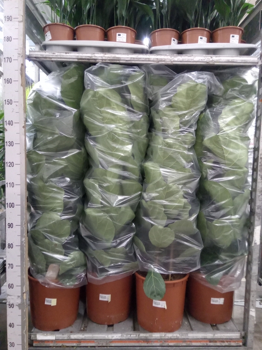 <h4>Ficus lyrata</h4>