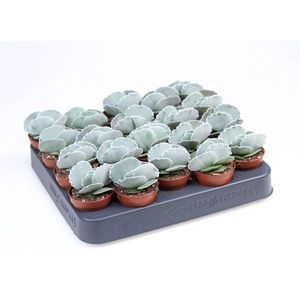 Cotyledon Undulata mini SU5036, beperkt leverbaar