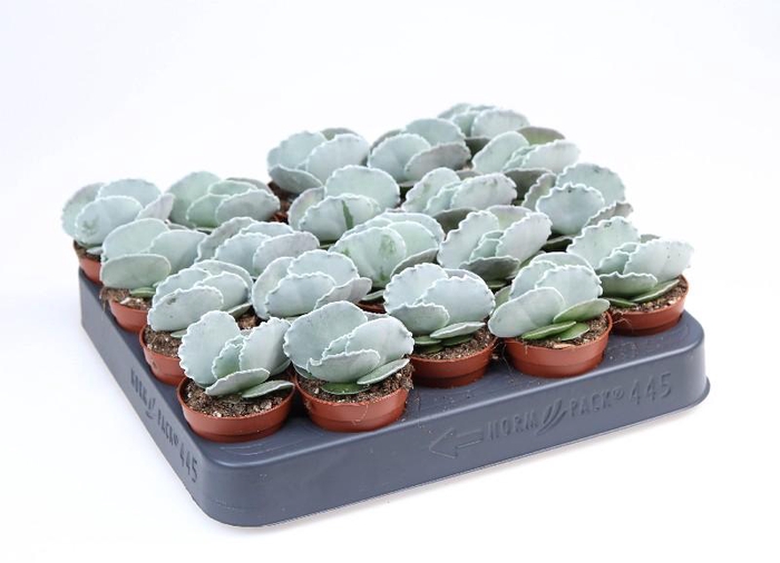 <h4>Cotyledon Undulata mini SU5036, beperkt leverbaar</h4>